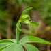 Isotria medeoloides (Small Whorled Pogonia orchid)