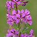 Willow Herb in Abundance and Full Flower