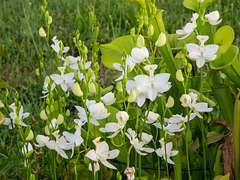 Calopogon tuberosus white form (Common Grass-pink orchid)