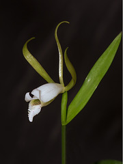 Cleistesiopsis bifaria (Upland Spreading Pogonia orchid)