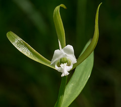 Cleistesiopsis bifaria (Upland Spreading Pogonia orchid)