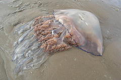 Barrel Jellyfish1
