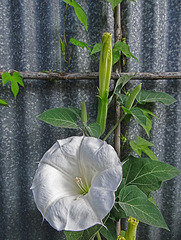 Moonflower in the morning and the grasshopper !