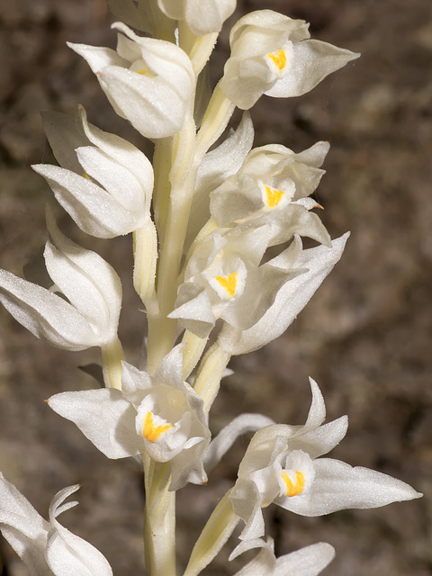 Cephalanthera austiniae (Phantom orchid)