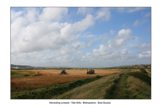 Harvesting Linseed at Tidemills - Bishopstone - 1.9.2009