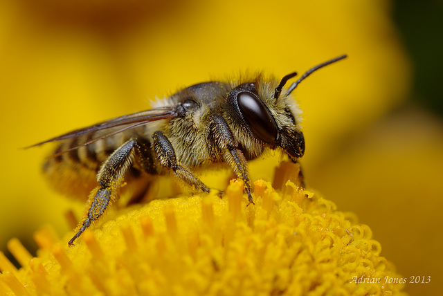 Solitary Bee Megachile female
