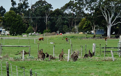 roos in Foster