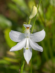 Calopogon tuberosus (Common Grass-pink orchid)