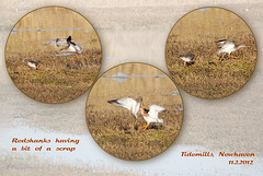 Redshanks at Mill Creek, Newhaven, East Sussex on 11.2.2012