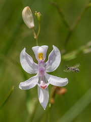 Calopogon pallidus (Pale Grass-pink orchid) with curious visitor