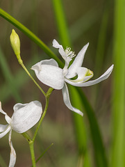 Calopogon pallidus (Pale Grass-pink orchid) -- rare pure white form