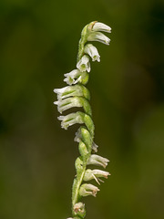 Spiranthes eatonii (Eaton's Ladies'-tresses orchid)