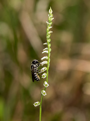 Spiranthes eatonii (Eaton's Ladies'-tresses orchid) with possible pollinator -- halictid bee