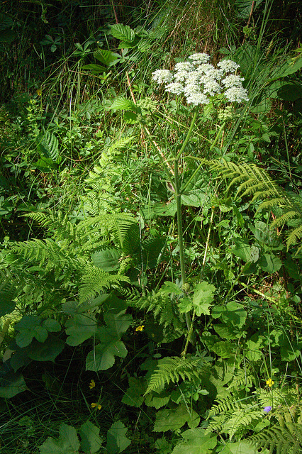 Milfolia akeleo (Schafgarbe)