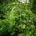 Milfolia akeleo (Schafgarbe)