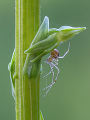 Platanthera sparsiflora (Sparse-flowered Bog orchid) + spider in available light