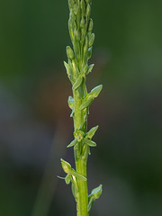 Platanthera sparsiflora (Sparse-flowered Bog orchid)