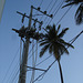 Cocotiers électriques / Electric coconut trees.