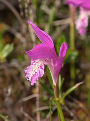 Arethusa bulbosa (Dragon's Mouth orchid)