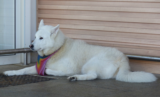Dog With Rainbow Scarf (1) - 22 January 2014