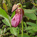 Cypripedium acaule (Pink Lady's-Slipper orchid)