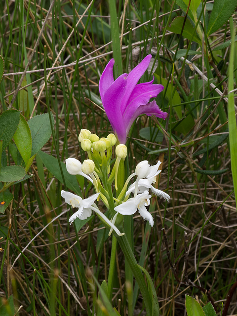Platanthera blephariglottis (White fringed orchid) + Arethusa bulbosa (Dragon's Mouth orchid)