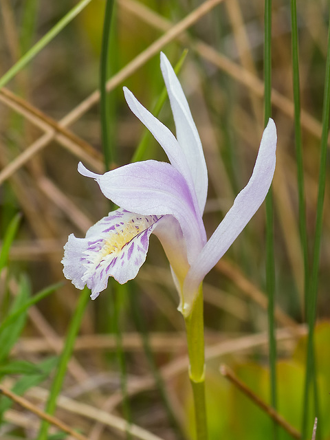 Arethusa bulbosa forma subcaerulea (Dragon's Mouth orchid) lavender form