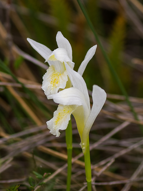 Arethusa bulbosa forma albiflora (Dragon's Mouth orchid - white form)