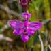 Calopogon tuberosus (Common Grass-Pink orchid)