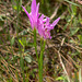 Arethusa bulbosa (Dragon's Mouth orchid) triple flower