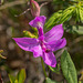 Calopogon tuberosus (Common Grass-Pink orchid)