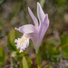 Arethusa bulbosa forma subcaerulea (Dragon's Mouth ochid - lavender form)