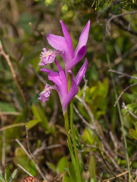Arethusa bulbosa (Dragon's Mouth orchid) double flower