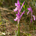 Arethusa bulbosa (Dragon's Mouth orchid) double flower