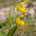 Cypripedium parviflorum var. pubescens forma planipetalum (Large Yellow Lady's-Slipper orchid) double flower