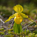 Cypripedium parviflorum var. pubescens forma planipetalum(Large Yellow Lady's-Slipper orchid)