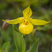 Cypripedium parviflorum var. pubescens forma planipetalum (Large Yellow Lady's-Slipper orchid)