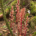 Corallorhiza maculata var. occidentalis (Summer Coralroot orchid)
