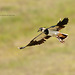 Northern Lapwing / Kievit (Vanellus vanellus)