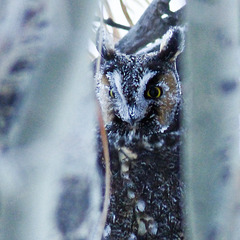 Frosty Long-eared Owl