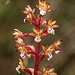 Corallorhiza maculata var. occidentalis (Summer Coralroot orchid)
