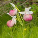 Cypripedium reginae (Showy Lady's-Slipper orchid) -- triple-flower form
