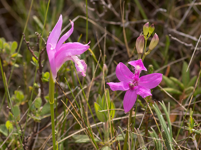 Arethusa bulbosa (Dragon's-Mouth orchid) and Calopogon tuberosus (Common Grass-Pink orchid)