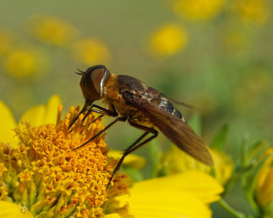 Bee Fly (Bombyliidae Anthracinae Villini)