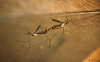 Cranefly Mating Pair