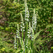 Platanthera dilatata var. dilatata (White Bog orchid, Scent Bottle orchid)