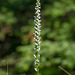 Platanthera dilatata var. dilatata (White Bog orchid, Scent Bottle orchid)