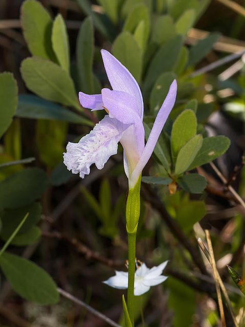 Arethusa bulbosa forma subcaerulea (Dragon's Mouth ochid - lavender form)