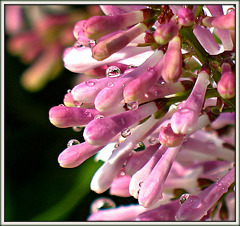 Lilacs After Rain (Detail)