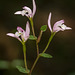 Triphora trianthophora (Three-birds orchid)